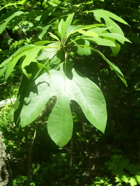 16 Medicinal Health Benefits Of Sassafras albidum (Common Sassafras)