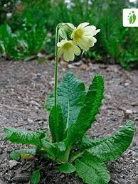 18 Medicinal Health Benefits of Primula elatior (Oxlip)