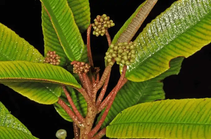 16 Medicinal Health Benefits Of Saurauia elegans