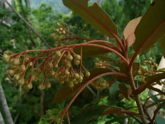 16 Medicinal Health Benefits Of Saurauia elegans