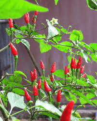 16 Medicinal Health Benefits Of Siling Labuyo (Bird's Eye Chili)