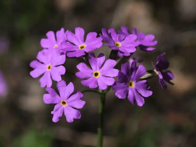 16 Medicinal Health Benefits of Primula farinosa (Bird's-eye Primrose)