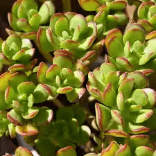 14 Medicinal Health Benefits Of Sedum dendroideum (Tree Stonecrop)