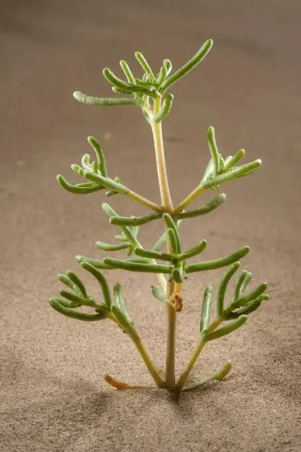 16 Medicinal Health Benefits Of Seidlitzia rosmarinus (Saltbush)