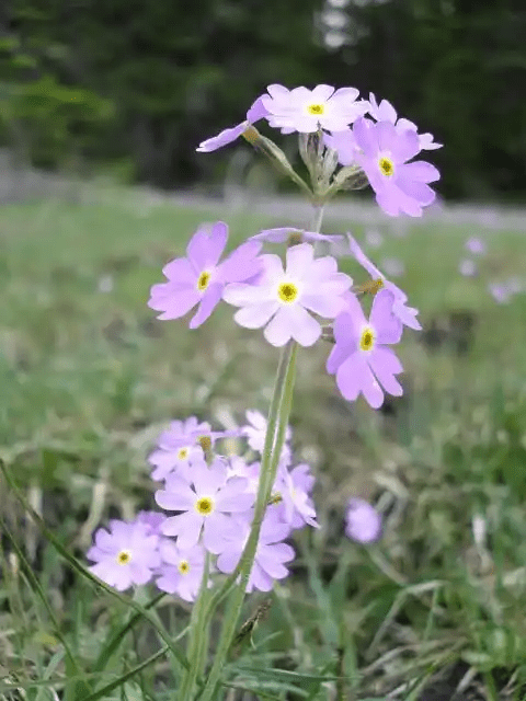 16 Medicinal Health Benefits of Primula farinosa (Bird's-eye Primrose)