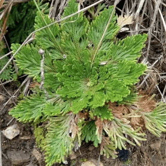 16 Medicinal Health Benefits Of Selaginella lepidophylla (Resurrection Plant)