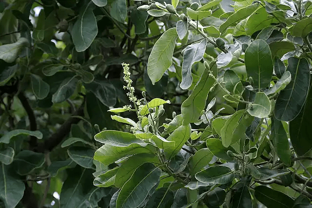 16 Medicinal Health Benefits Of Semecarpus anacardium (Marking Nut Tree)