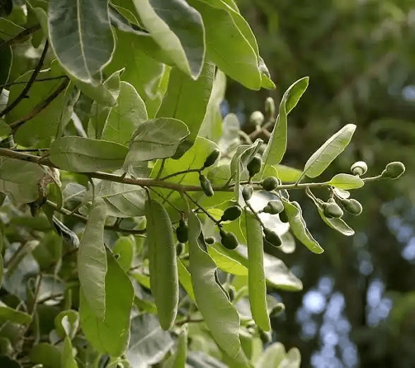 16 Medicinal Health Benefits Of Semecarpus anacardium (Marking Nut Tree)