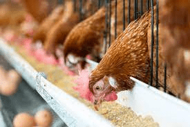 The Diseases Poultry Birds Can Get From Feeds