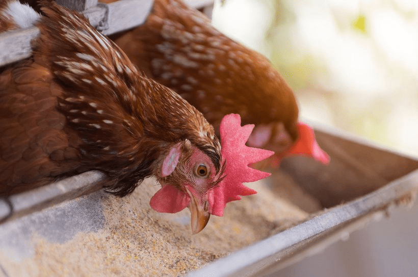 The Diseases Poultry Birds Can Get From Feeds