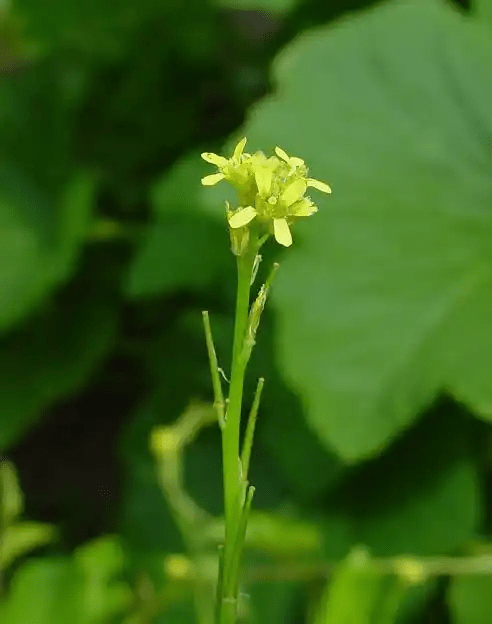 17 Medicinal Health Benefits Of Sisymbrium officinale (Hedge Mustard)