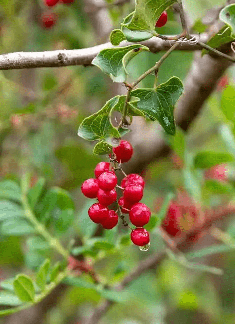 17 Medicinal Health Benefits Of Smilax ornata (Sarsaparilla)