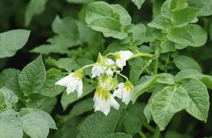 18 Medicinal Health Benefits Of Solanum (Nightshade)