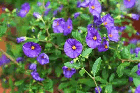 18 Medicinal Health Benefits Of Solanum (Nightshade)