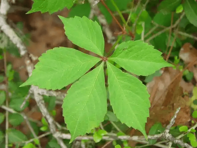 6 Medicinal Health Benefits of Parthenocissus quinquefolia (Virginia ...