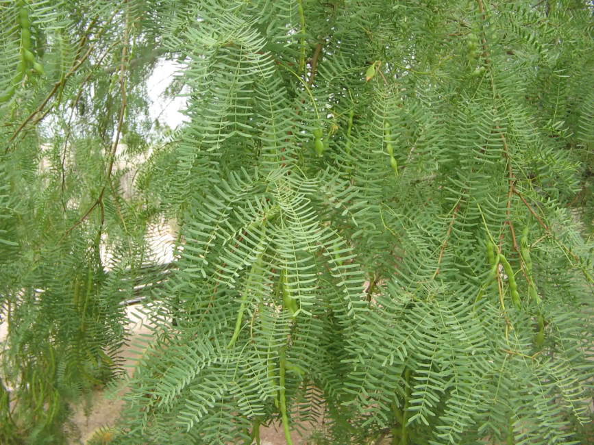 18 Medicinal Health Benefits Of Prosopis (Mesquite)