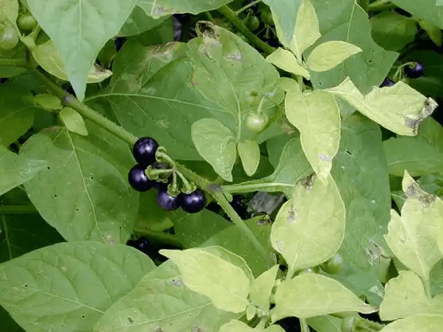 17 Medicinal Health Benefits Of Solanum americanum (American Black Nightshade)