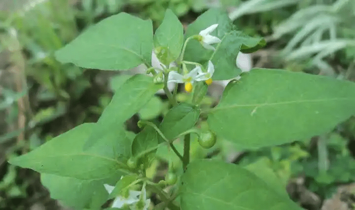 17 Medicinal Health Benefits Of Solanum americanum (American Black Nightshade)