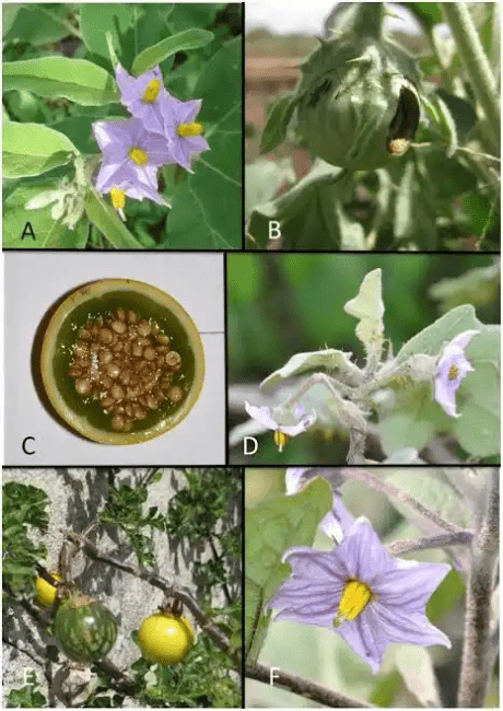 16 Medicinal Health Benefits Of Solanum campylacanthum (Campylacanthum Nightshade)