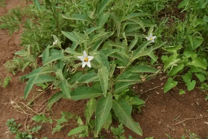 16 Medicinal Health Benefits Of Solanum campylacanthum (Campylacanthum Nightshade)