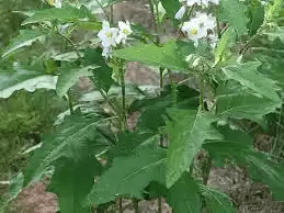 14 Medicinal Health Benefits Of Solanum carolinense (Carolina horsenettle)