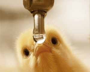 Best Source of Water for Poultry Birds