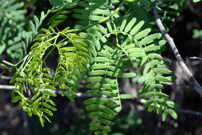 18 Medicinal Health Benefits Of Prosopis (Mesquite)