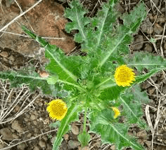 16 Medicinal Health Benefits Of Sonchus oleraceus (Sow Thistle)