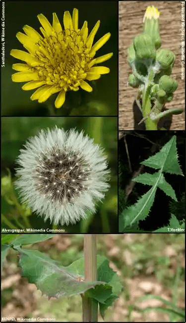 16 Medicinal Health Benefits Of Sonchus oleraceus (Sow Thistle)