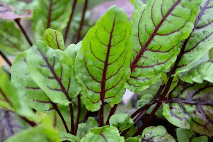 16 Medicinal Health Benefits Of Sorrel (Rumex acetosa)