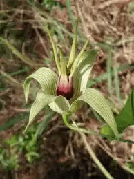 15 Medicinal Health Benefits Of Stemona 15 Medicinal Health Benefits Of Stemona