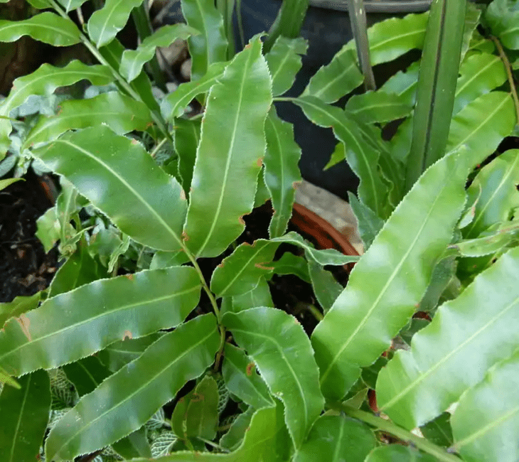 16 Medicinal Health Benefits Of Stenochlaena palustris (Stenochlaena) 16 Medicinal Health Benefits Of Stenochlaena palustris (Stenochlaena)