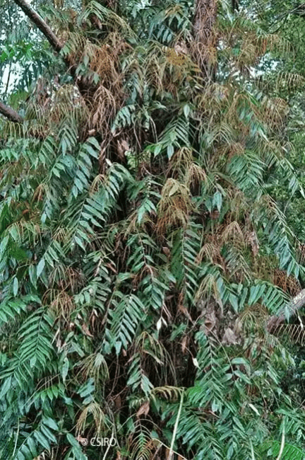 16 Medicinal Health Benefits Of Stenochlaena palustris (Stenochlaena) 16 Medicinal Health Benefits Of Stenochlaena palustris (Stenochlaena)