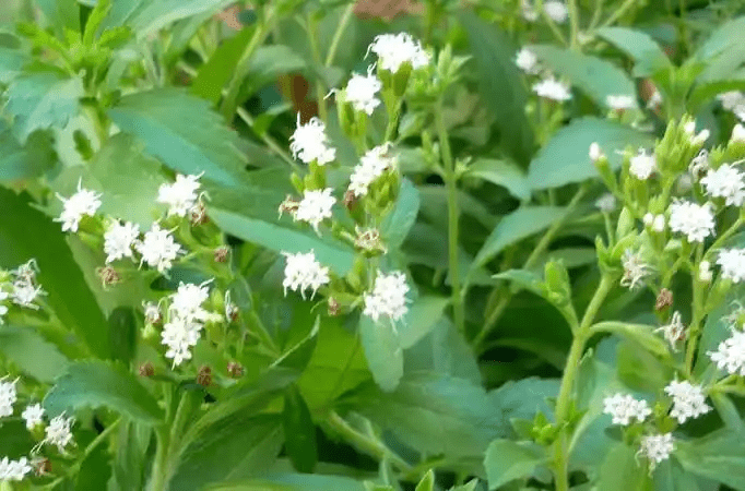 10 Medicinal Health Benefits Of Stevia rebaudiana (Sweet leaf) 10 Medicinal Health Benefits Of Stevia rebaudiana (Sweet leaf)