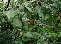 16 Medicinal Health Benefits Of Prunus debilis (Wild Almond) 16 Medicinal Health Benefits Of Prunus debilis (Wild Almond)
