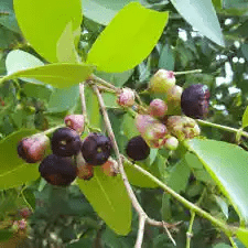 16 Medicinal Health Benefits Of Syzygium cumini (Jamun)