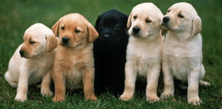 All About Dogs and Puppies