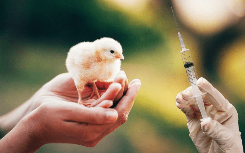 Importance and List of Poultry Vaccination