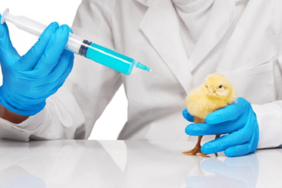 Importance and List of Poultry Vaccination