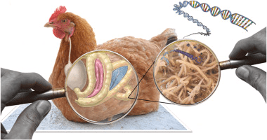 Worm Infestation in Poultry: Signs and Treatment Guide