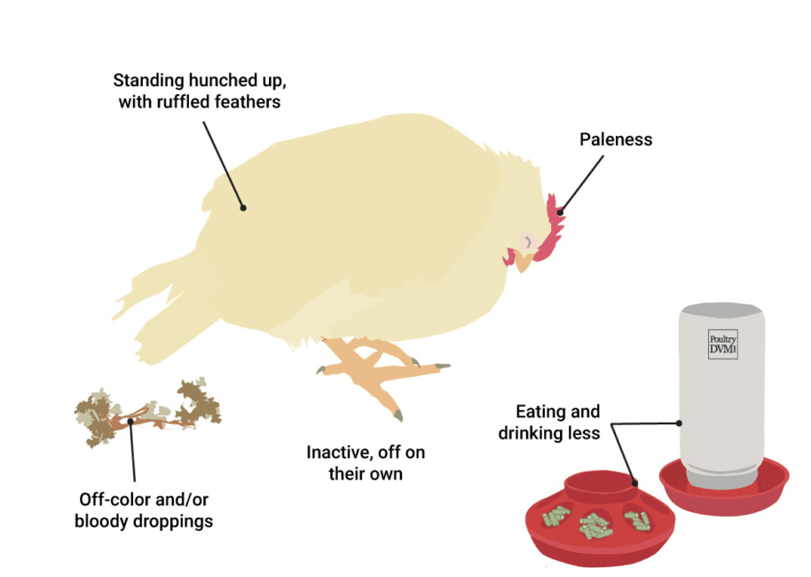 Coccidiosis in Poultry: Signs, Drugs and Treatment