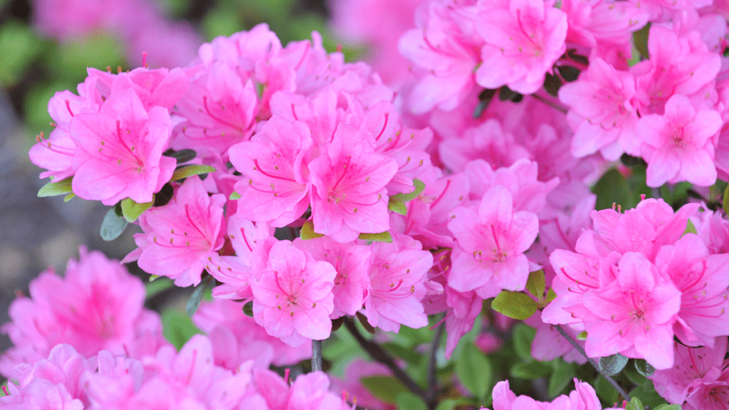 Azalea Flowers (Rhododendron spp): All You Need to Know About