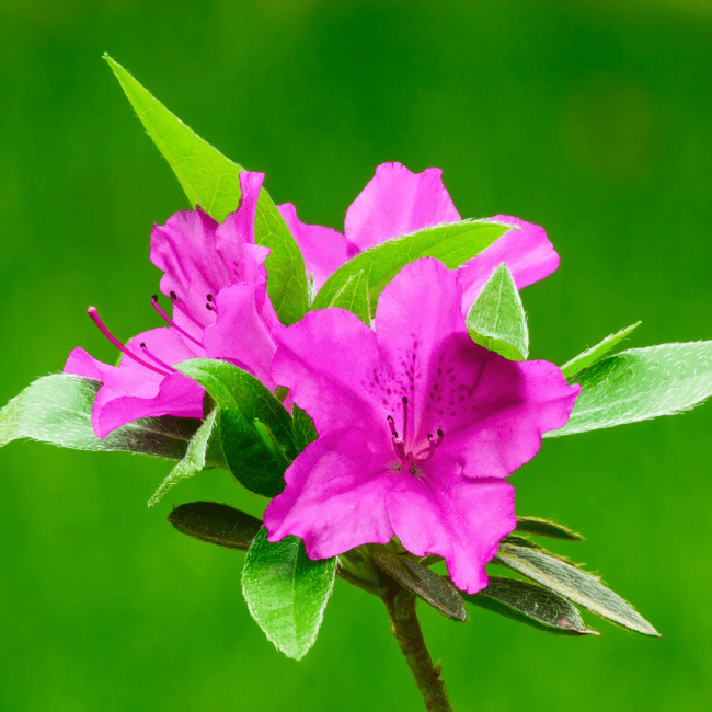 Azalea Flowers (Rhododendron spp): All You Need to Know About