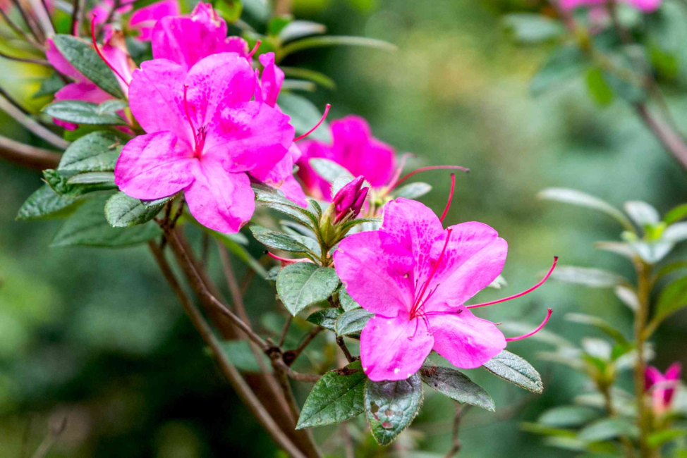 Azalea Flowers (Rhododendron spp): All You Need to Know About