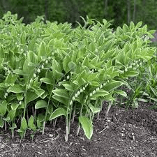 16 Medicinal Health Benefits Of Polygonatum (Solomon's Seal)