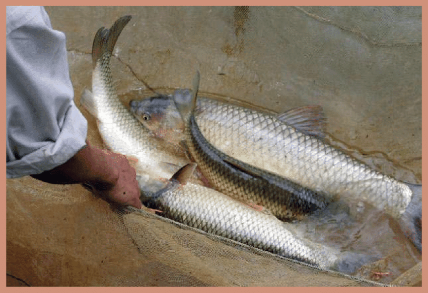 How to Farm and Care for Grass Carp (Ctenopharyngodon idella)