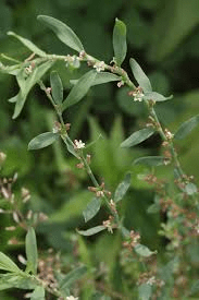 17 Medicinal Health Benefits Of Polygonum aviculare (Common Knotgrass)