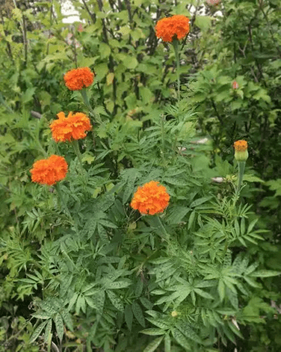 16 Medicinal Health Benefits Of Tagetes erecta (Marigold) - Agric4Profits