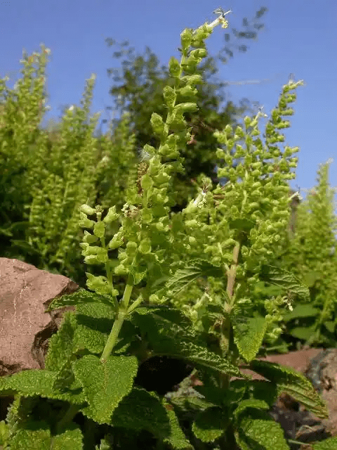 15 Medicinal Health Benefits Of Teucrium scorodonia (Wood Sage)