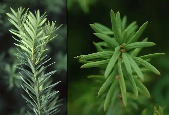 16 Medicinal Health Benefits Of Taxus × Media (Anglojap Yew) 16 Medicinal Health Benefits Of Taxus × Media (Anglojap Yew)